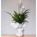 Beyaz Barış Çiçeği Spatifilyum